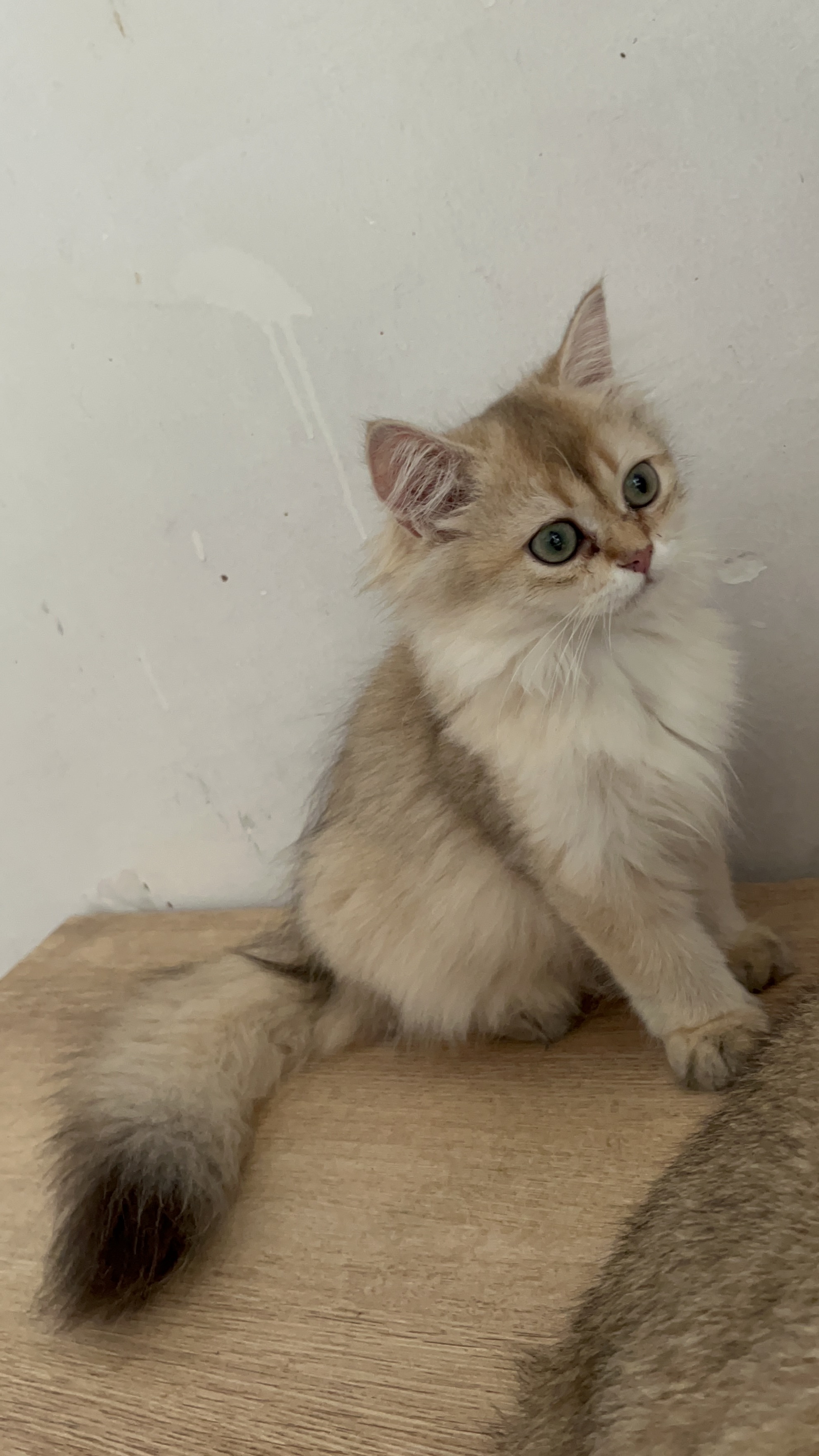 11色长毛金渐层